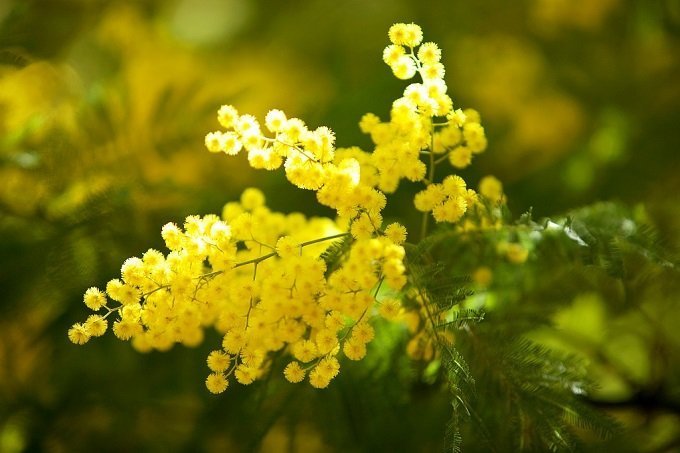 Festa della donna l'8 marzo