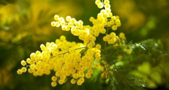 Festa della donna l'8 marzo